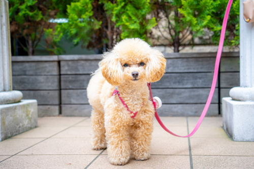 LINE_ALBUM_その他_230605_4