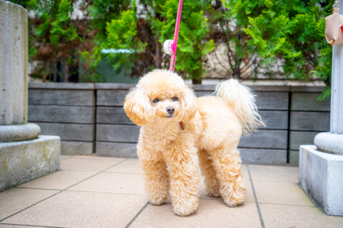 LINE_ALBUM_その他_230605_5